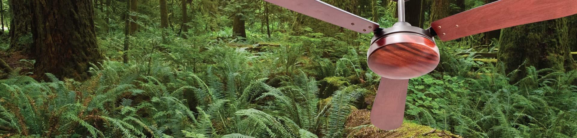 fern fan